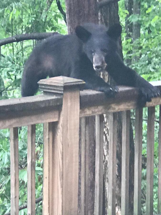 Lazy Bear Lodge Valle Crucis Exterior foto